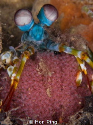 Mantis shrimp with babies @ Dauin, Negros Oriental, Phill... by Hon Ping 